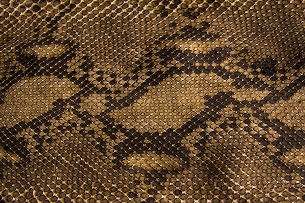 Snake skin screensaver for computer