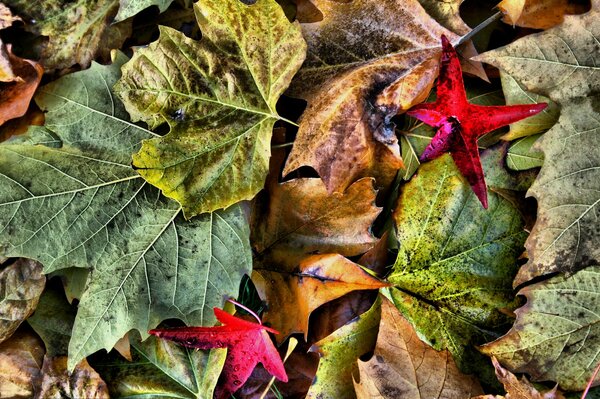 In autunno, le foglie sembrano tutte a terra