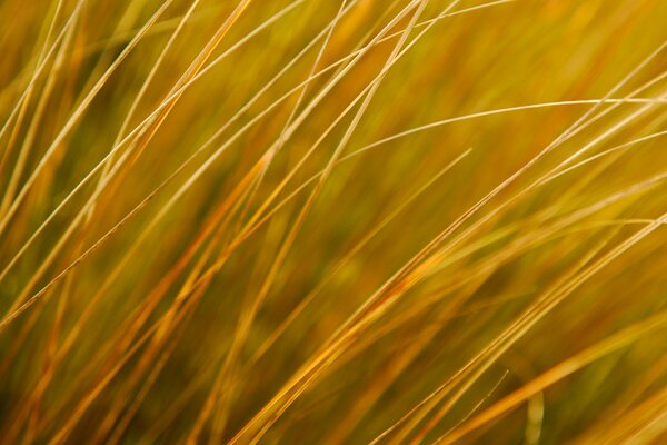 Yellow grass on an autumn field