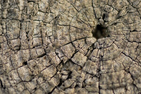 Corteccia d albero. Macro struttura in legno