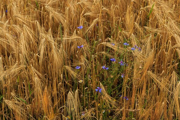 Wheat ears flowers vaselki daisies