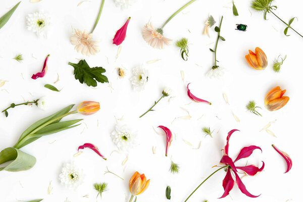 Fiori di petali su coleottero del fogliame