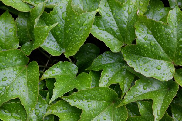 Hojas de la planta con gotas de agua