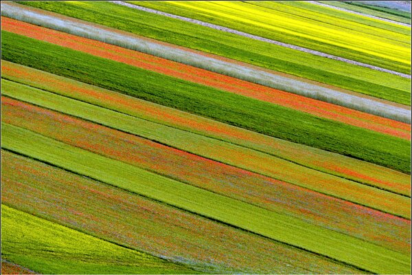 Plantation of multicolored Tulips in the form of a line