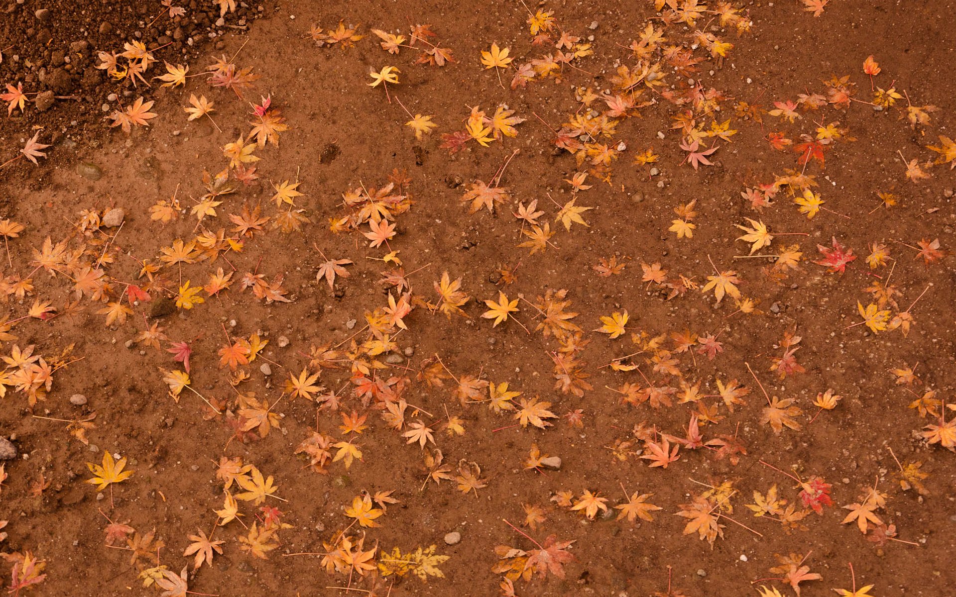 land leaves yellow maple