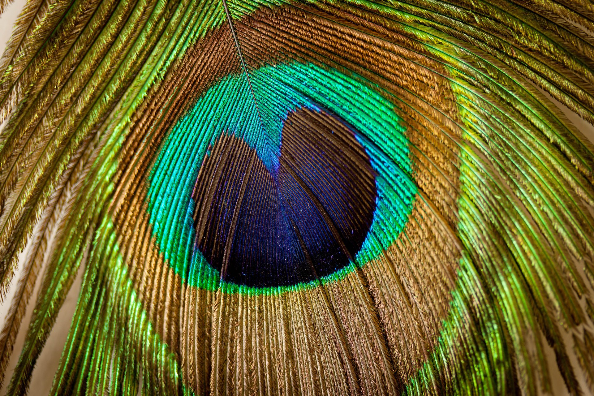 texturas plumas de pavo real patrones hermoso