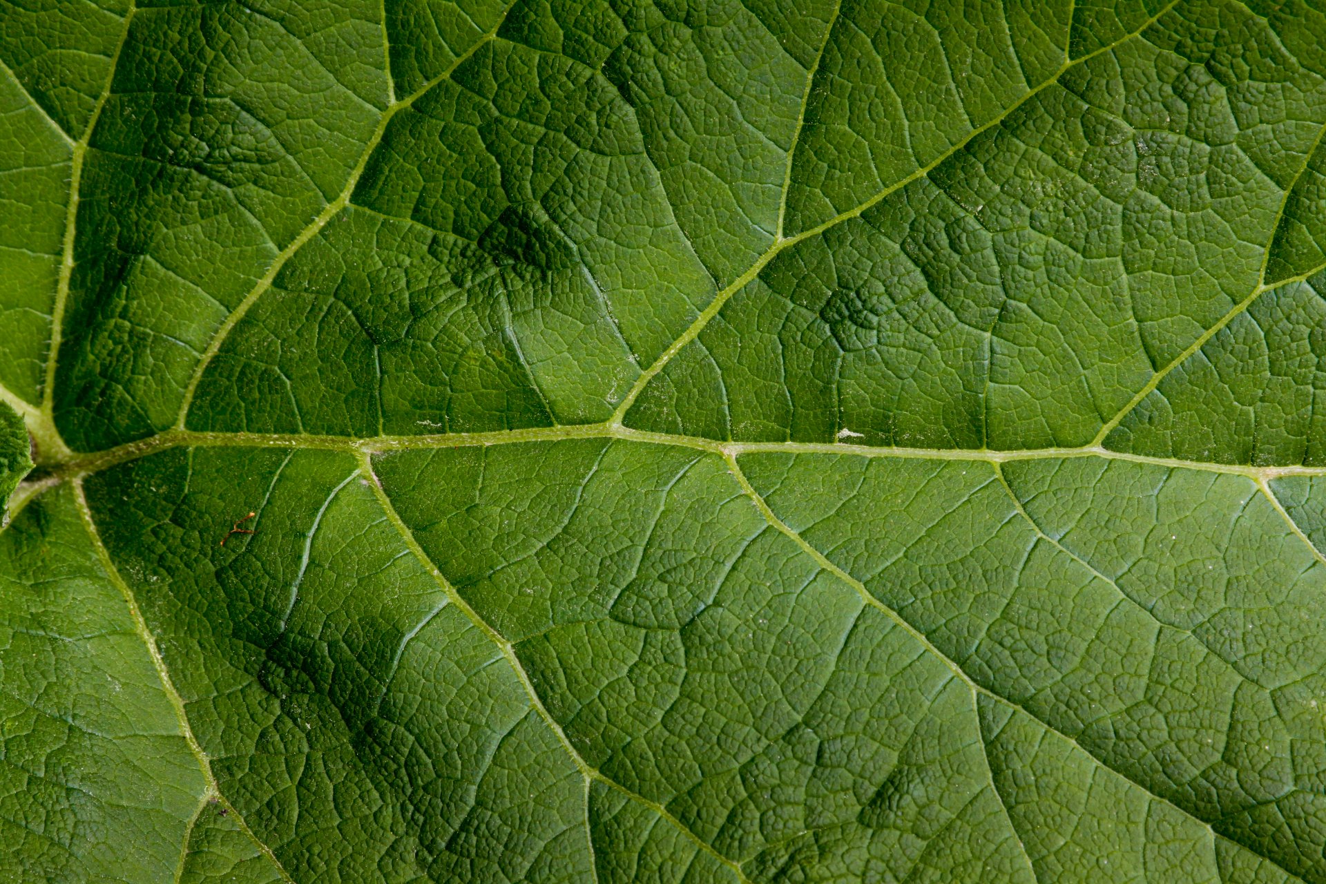 feuille vert grand modèle