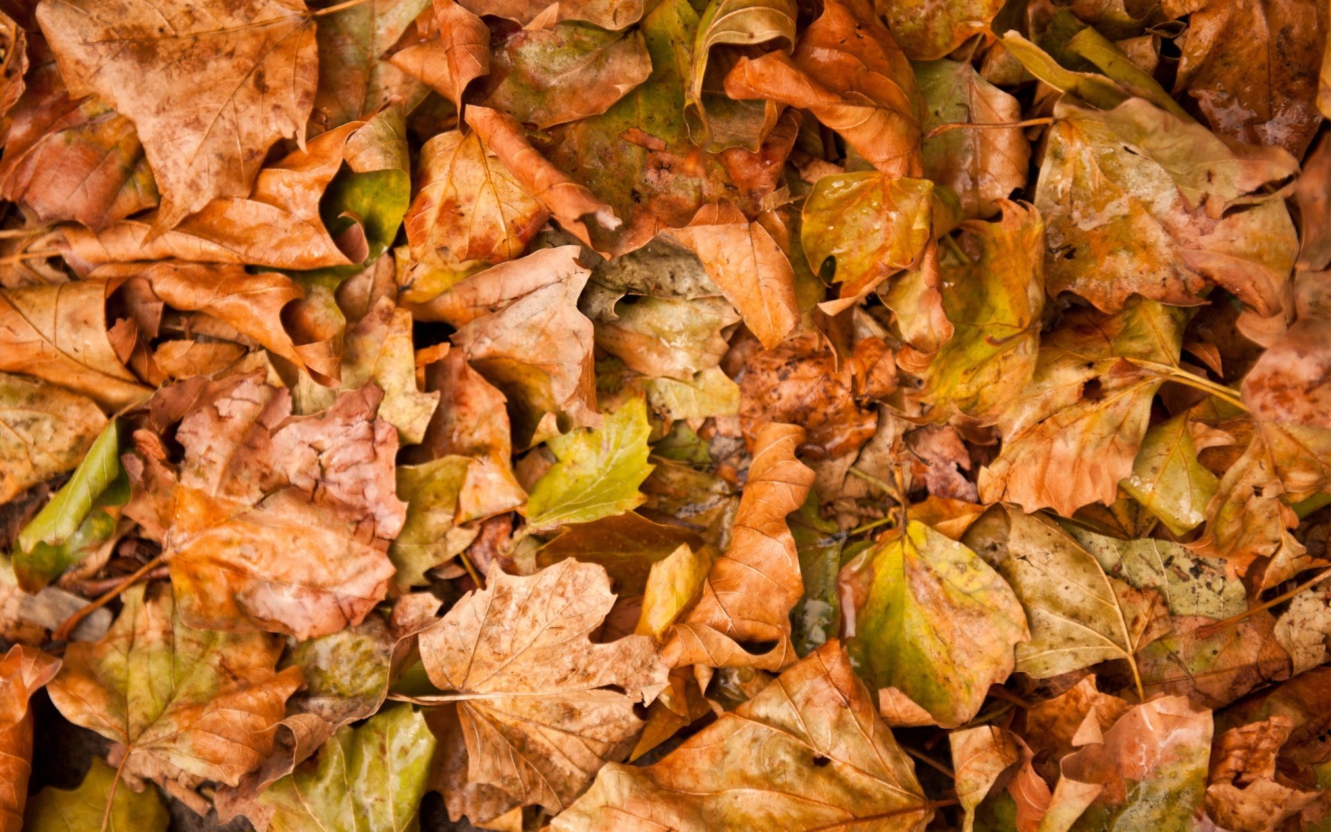 herbst blätter gelb abgefallen