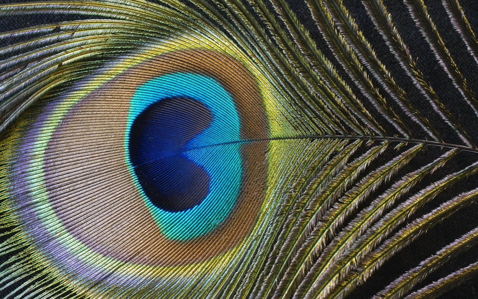 feather peacock flower