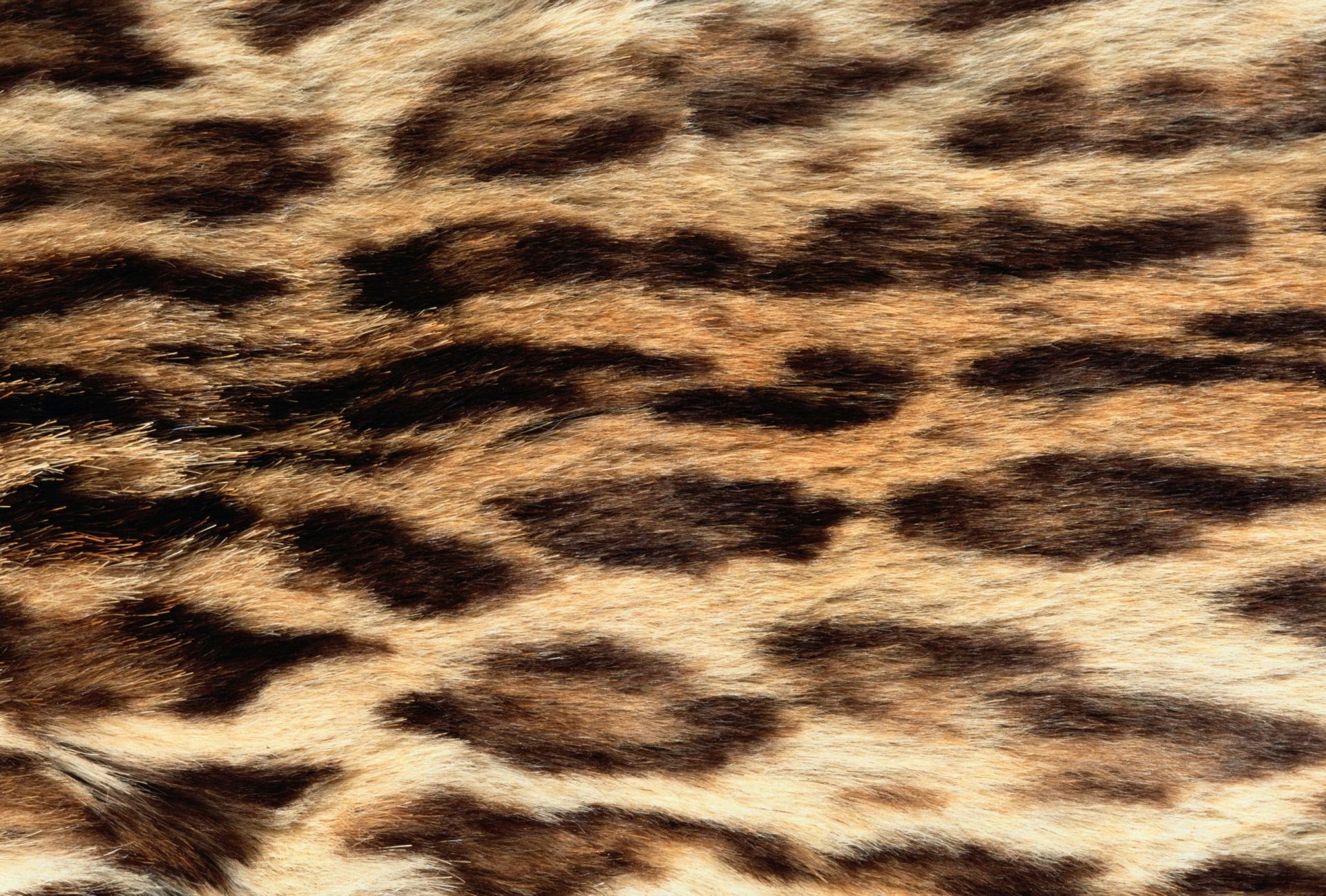 textures fur animal texture desktop background