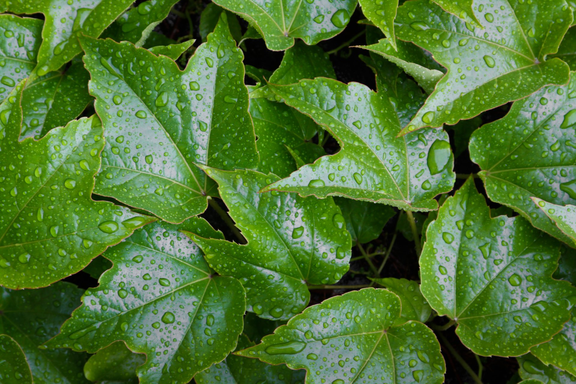 leaves water wet green pattern