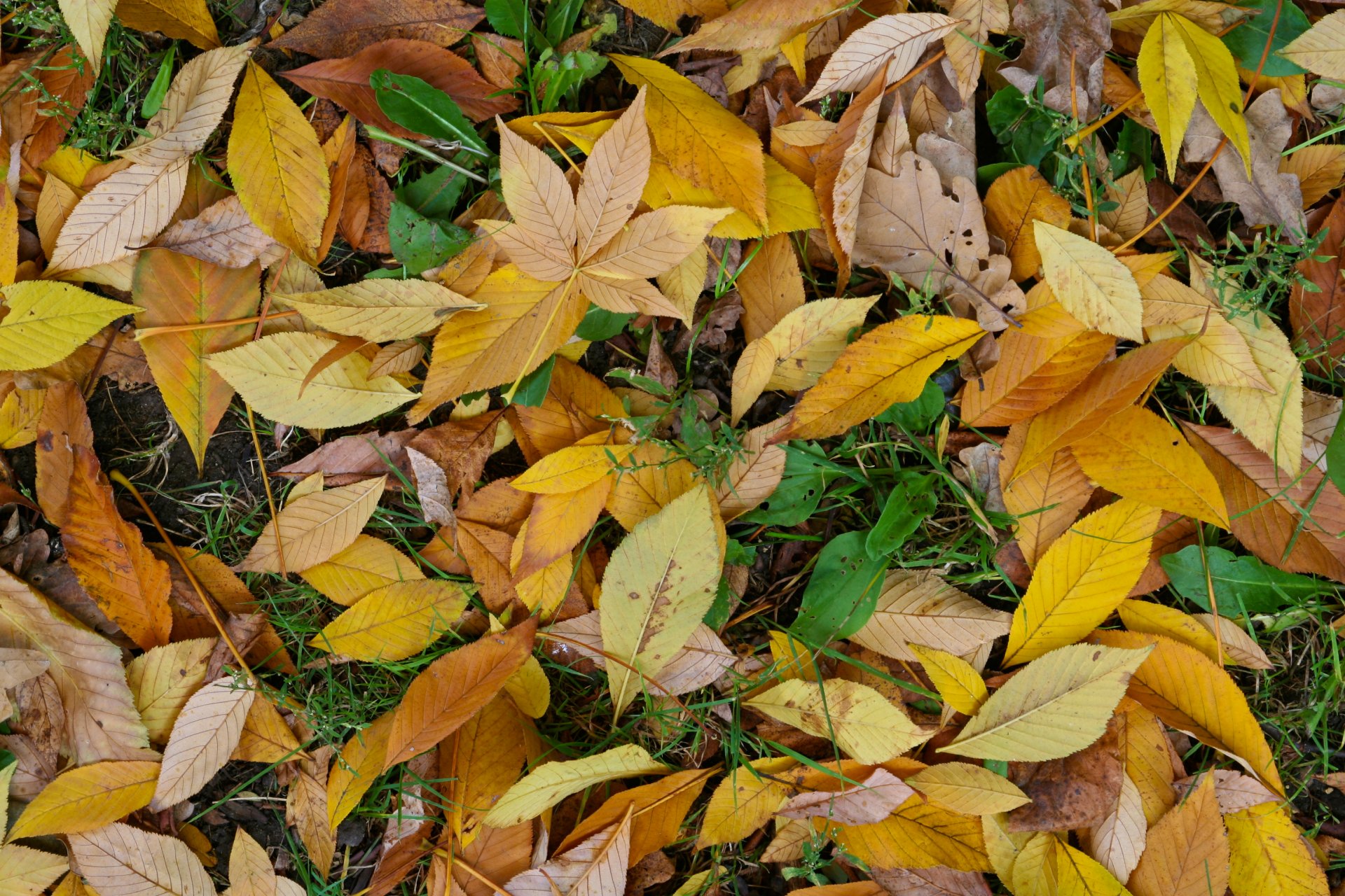 automne feuille vert jaune