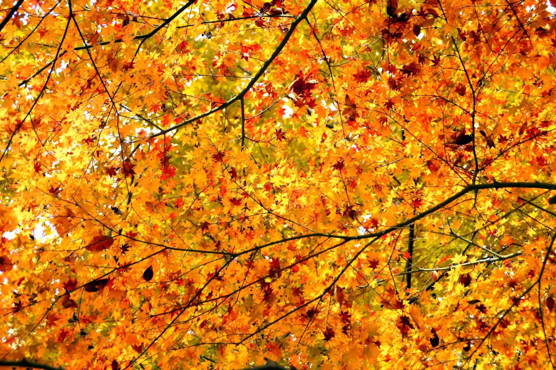 baum zweige blätter herbst krone ahorn