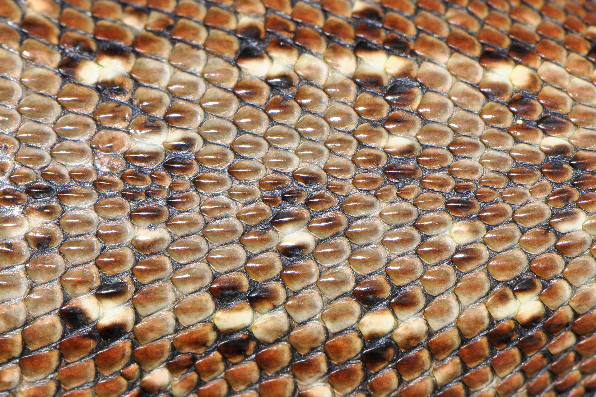 lizard leather close up