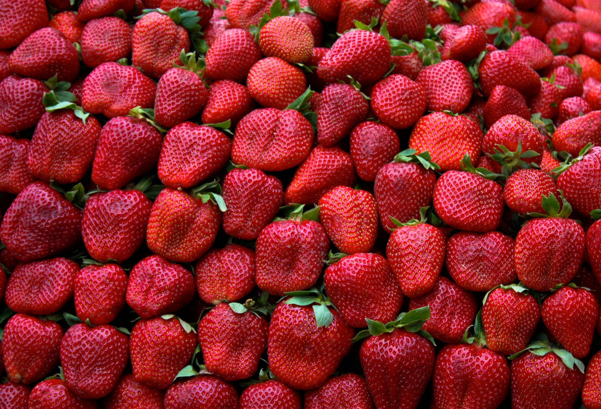 fragola foglie rosso verde modello