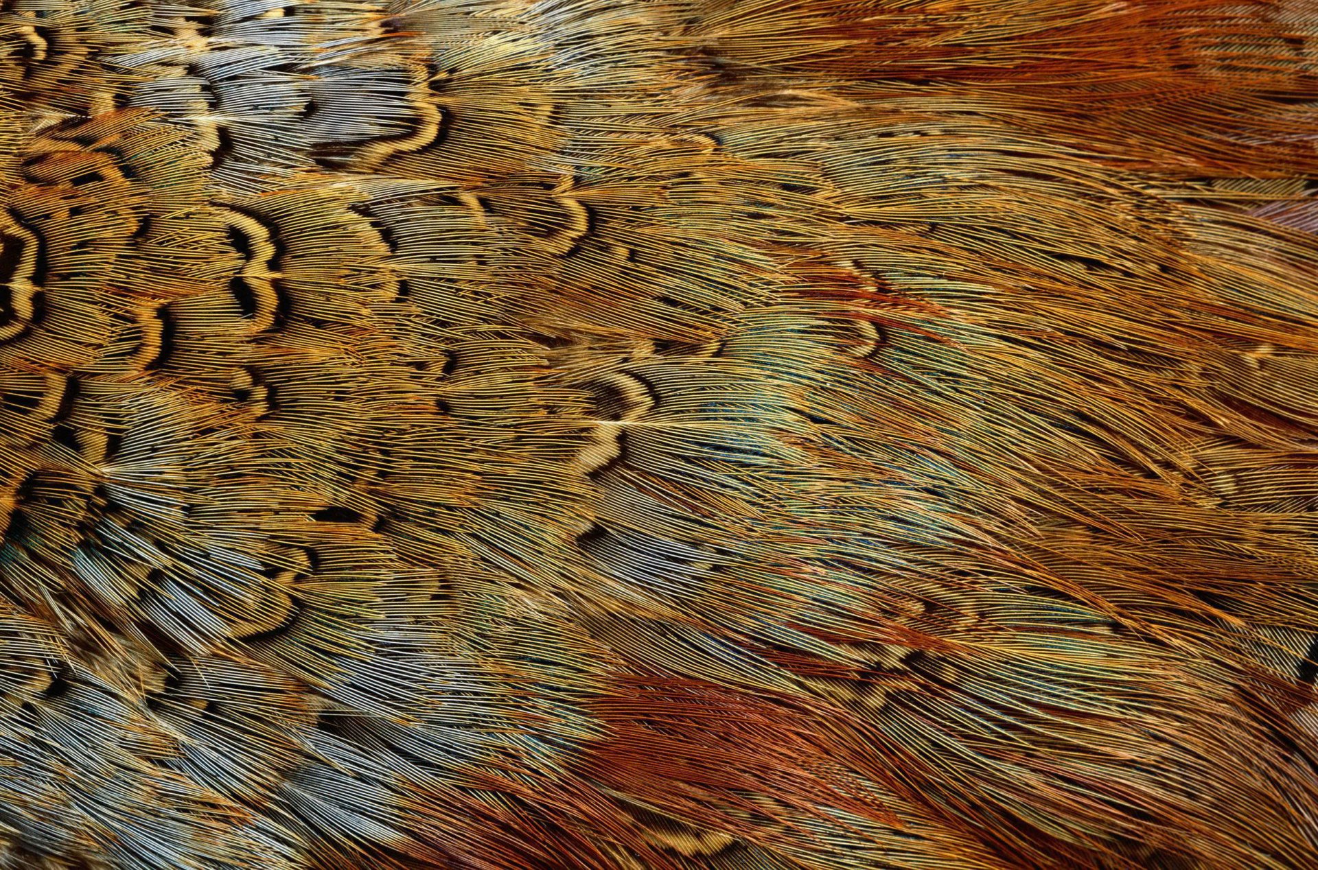 textura plumas de aves exóticas textura animal fondo de escritorio