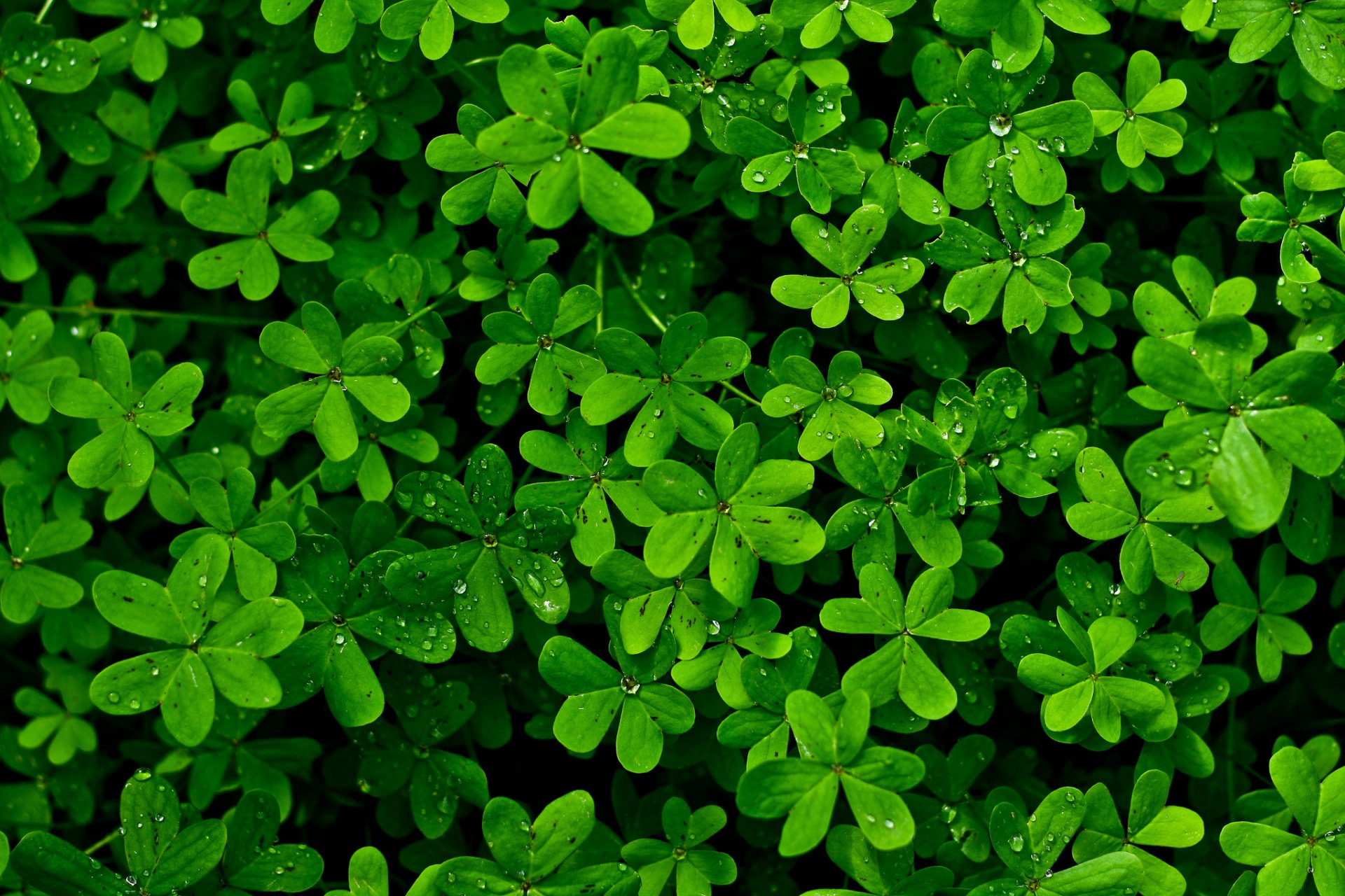 plante feuilles gouttes rosée