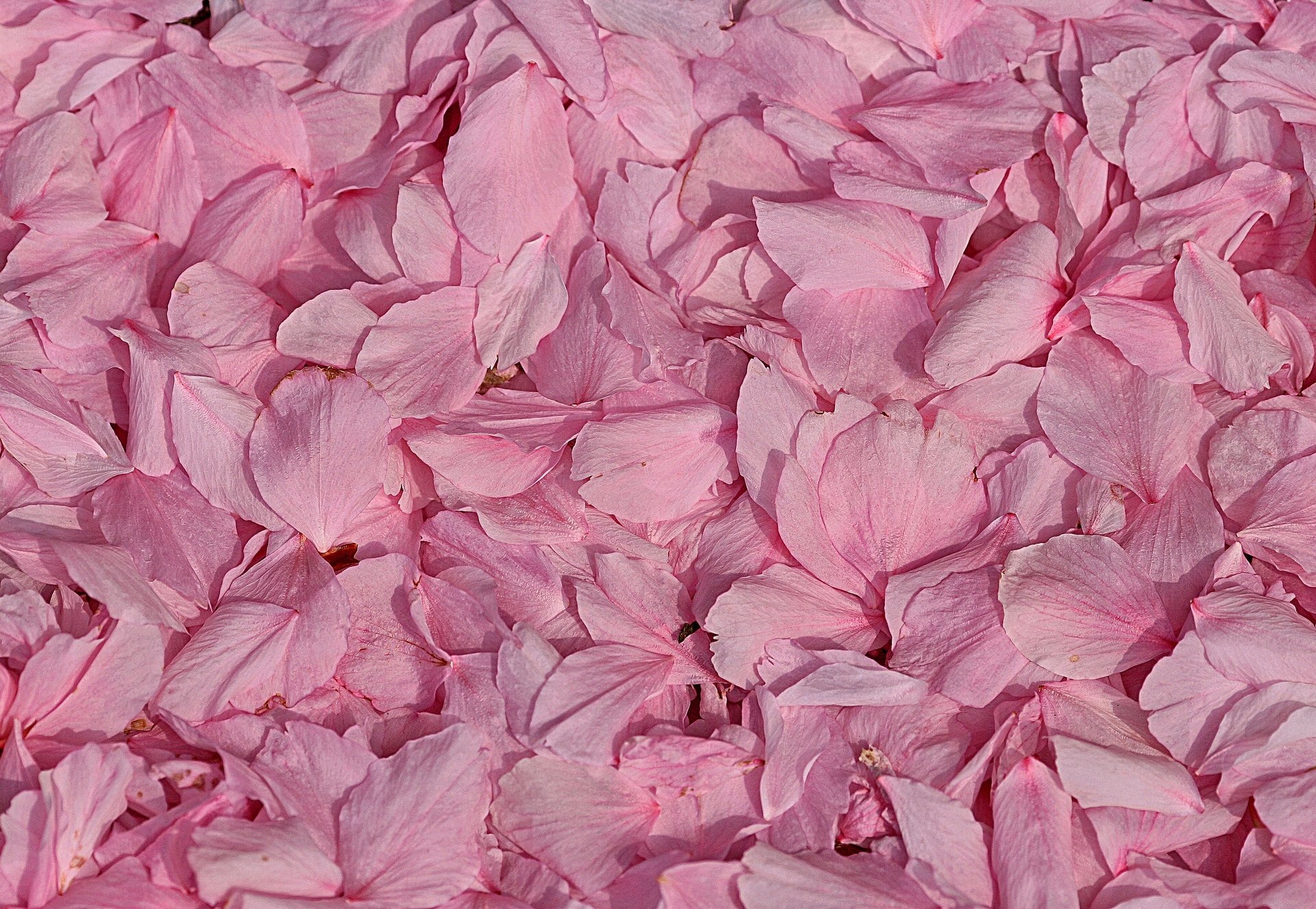 petals close up pink