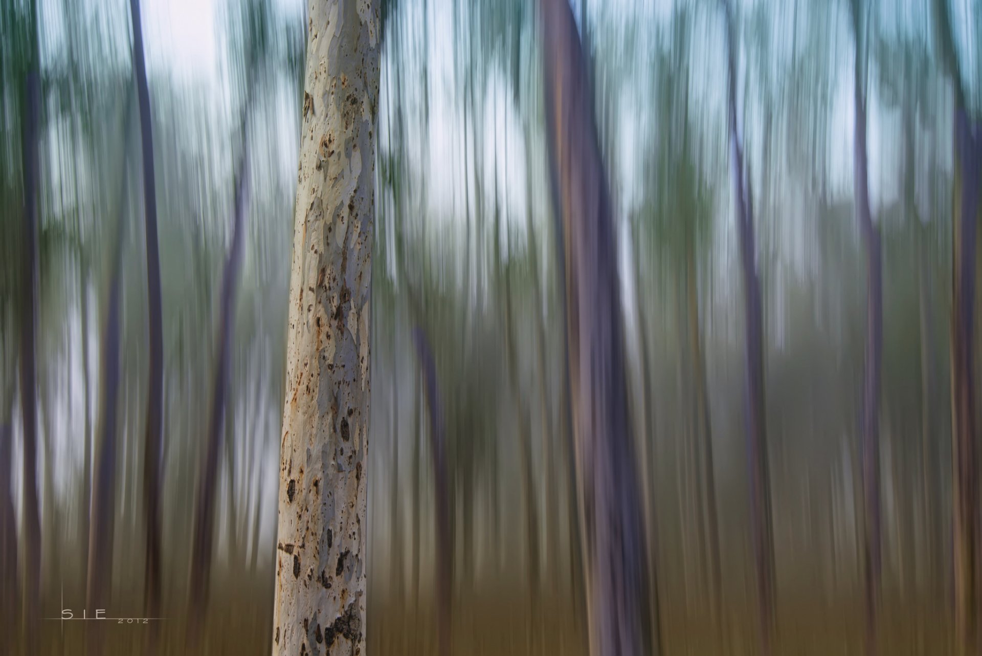 forest tree trunks blur of the strip