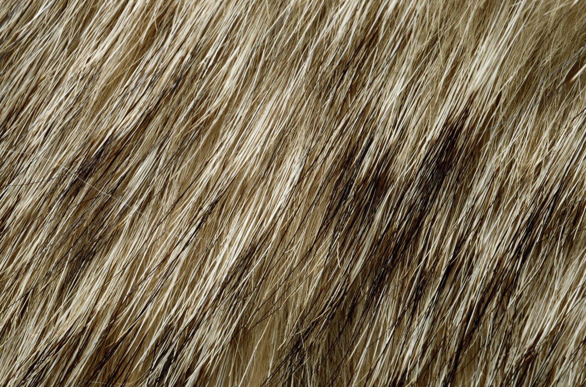 textures fur animal texture desktop background