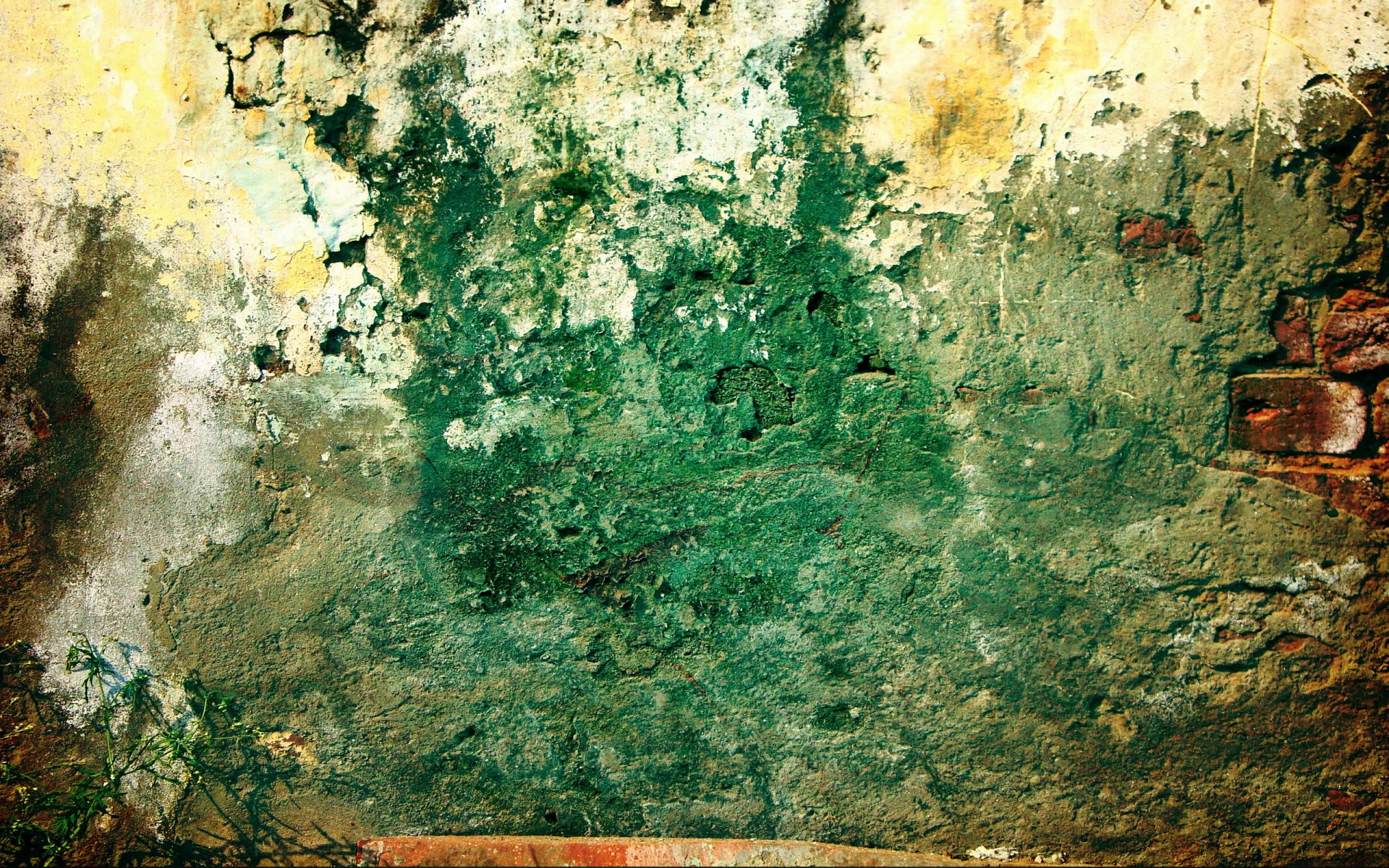 pared ladrillo verde sucio planta grunge modelo