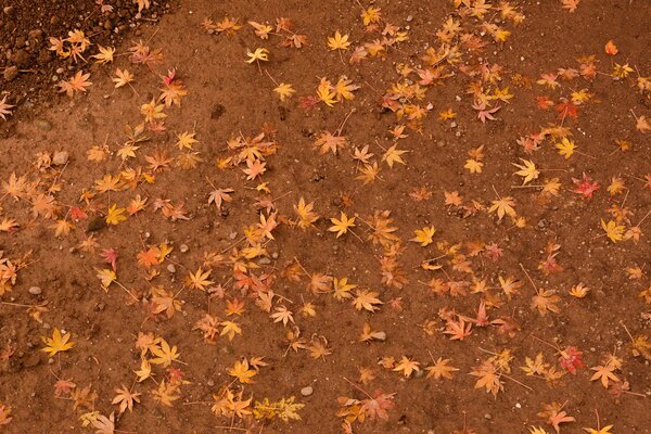 Herbstliche Ahornblätter auf dem Boden