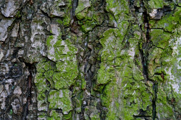 La corteza del árbol está cubierta de musgo verde