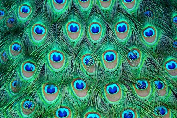 Peacock feather background with blue elements