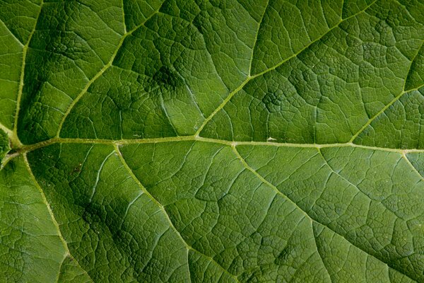 Green leaf close-up