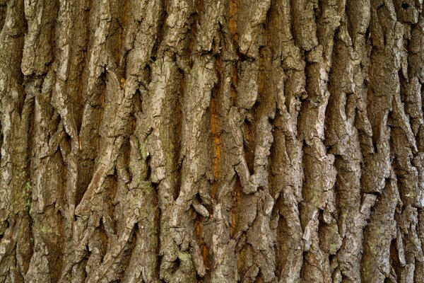 Textured bark of a large tree