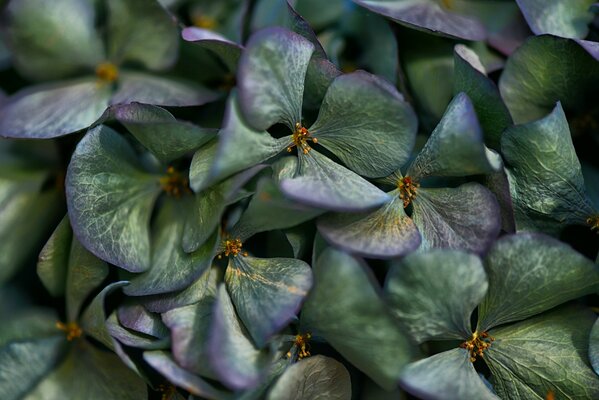 Hydrangea petals close up