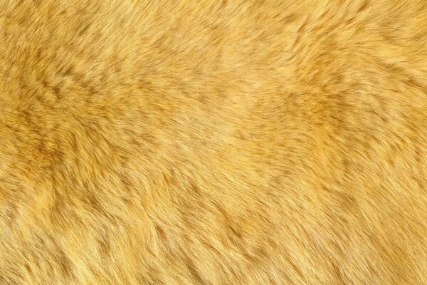 Texture of red animal fur