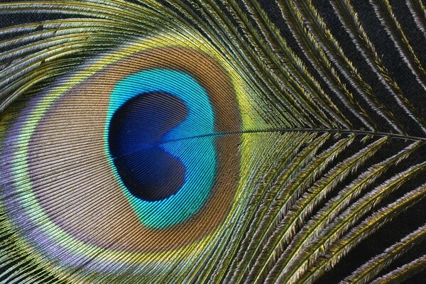 Pluma de pavo real con ojo azul brillante