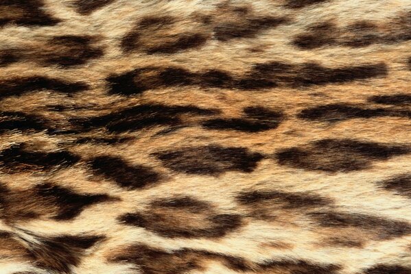 La piel de leopardo brilla al sol