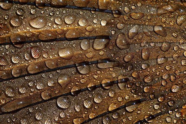 Gotas en las plumas en el fondo macro