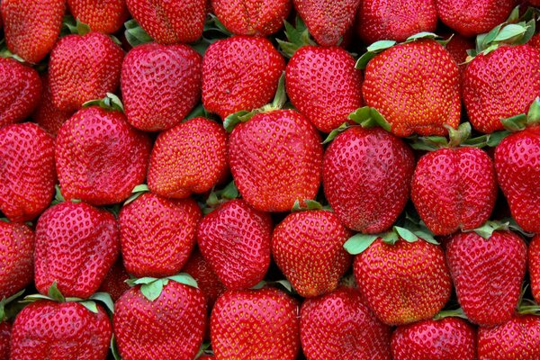 Primo piano di fragole rosse