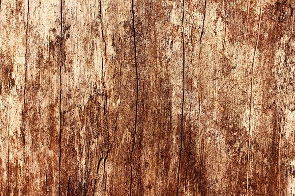 Wooden texture under oak