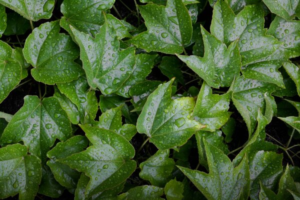 Schöne Blätter nach dem Regen