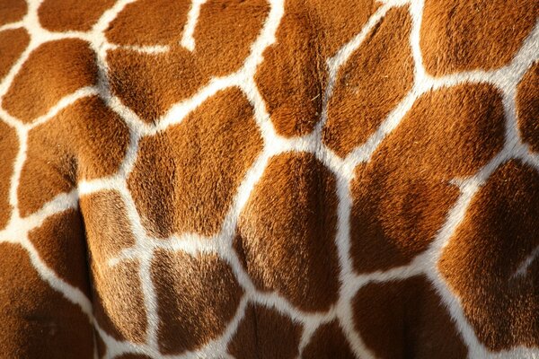 Giraffe with brown-white skin