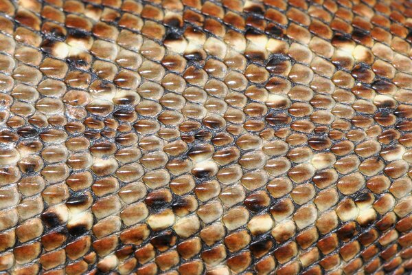 Piel de lagarto marrón, macro fotografía