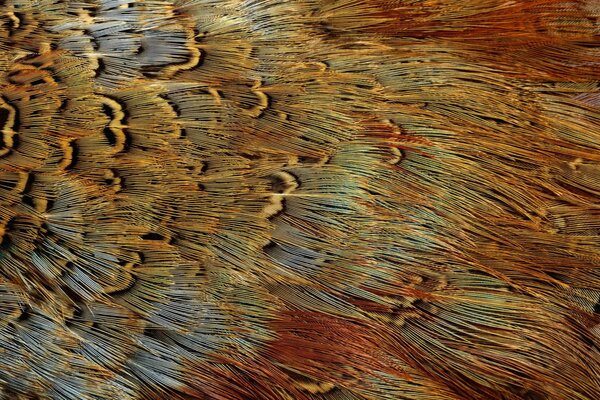 Texture of exotic bird feathers