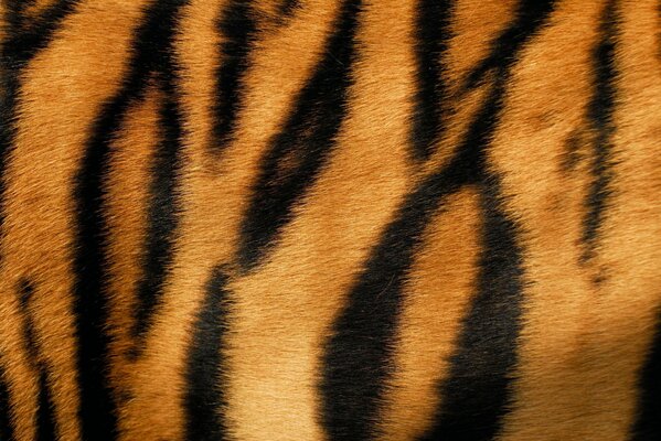 Полосатый мех рыжего тигра