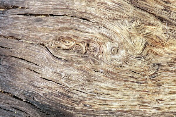 Abstrakte Textur trockener Baum