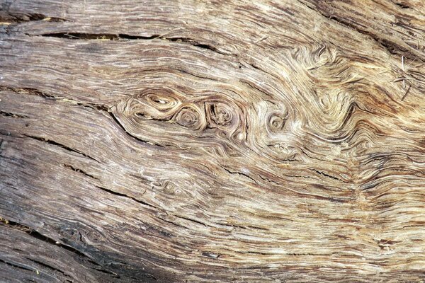 Texture abstraite de bois sec