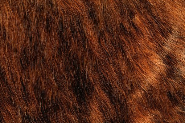 Red animal fur texture