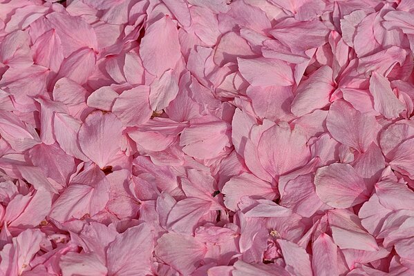 Muchos pétalos de flores Rosadas, macro