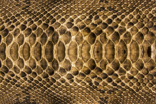 Snake scales close-up