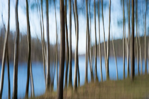 Smudged tree trunks against the background of the river