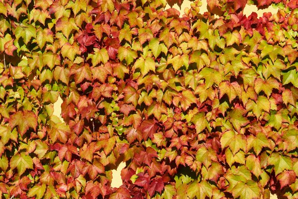Изображение осенних ярко-желтых листьев на стене, листья клена