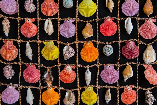 Conchas marinas de colores en malla de cuerda